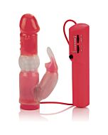 The original jack rabbit - rosa