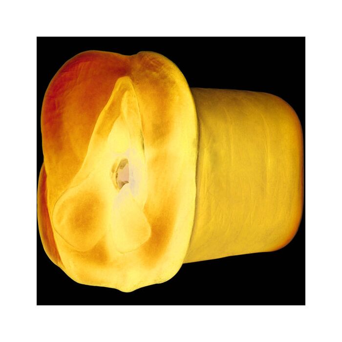 Apollo Blue masturbator dual density